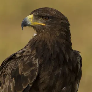 Tawny eagle portrait Print, Serengeti National Park Tawny eagle portrait Print, Serengeti National Park