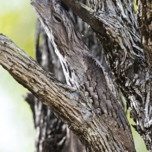 Tawny frogmouth (Podargus strigoides) camouflaged in a dead tree, Charters Towers, Queensland, Australia