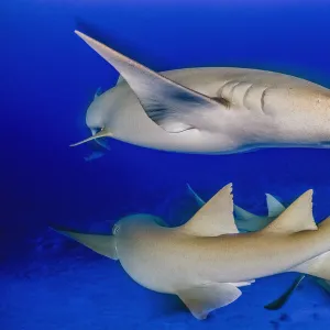 Tawny nurse shark (Nebrius ferrugineus) group, individuals circling each other at dusk