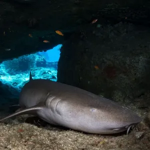 Tawny nurse shark (Nebrius ferrugineus) resting in a small cave during the day, Mu Koh Similan National Park, Andaman Sea, Phang-nga, Thailand
