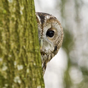 Tawny Owl (Strix aluco) adult female hiding behind tree trunk, trained bird, Somerset