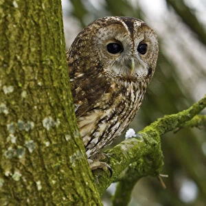 Tawny Owl (Strix aluco) adult female perched in tree, trained bird, Somerset, UK, January