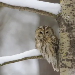 Tawny owl (Strix aluco), brown form, perched on branch, Finland. February Tawny owl (Strix aluco), brown form, perched on branch, Finland. February