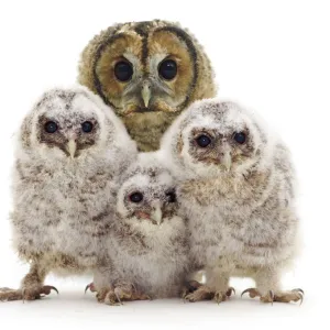 Tawny owl (Strix aluco) with three chicks, against white background