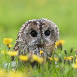 Tawny owl (Strix aluco) in amongst hawkbit flowers, Leontodon, UK, September. Captive Tawny owl (Strix aluco) in amongst hawkbit flowers, Leontodon, UK, September. Captive