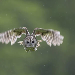 Tawny Owl (Strix aluco) hunting, Cairngorms NP, Scotland, UK