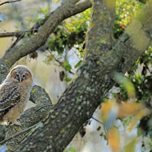 Tawny owl (Strix aluco) juvenile, Prado del rey, Cadiz, Spain, April