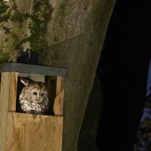 Tawny Owl Print: Nighttime Nest Box Scene Tawny Owl Print: Nighttime Nest Box Scene