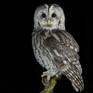 Le Hibou des Bois (Strix aluco) perché sur une branche avec proie, la nuit. Norvège, février. Le Hibou des Bois (Strix aluco) perché sur une branche avec proie, la nuit. Norvège, février.