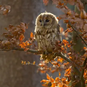 Tawny Owl Young Print, Autumn Scene Tawny Owl Young Print, Autumn Scene
