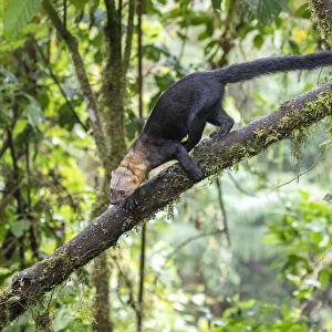 Tayra (Eira barbara) climbing in a tree in rainforest habitat with fern covered trees