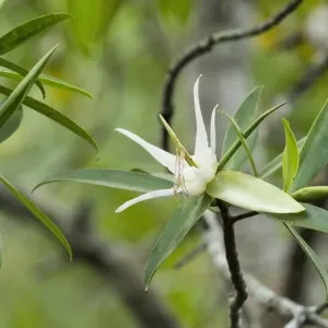 La fleur de mangrove à thé (Pelliciera rhizophorae), estuaire de Pochote, Costa Rica, Vulnérable. La fleur de mangrove à thé (Pelliciera rhizophorae), estuaire de Pochote, Costa Rica, Vulnérable.