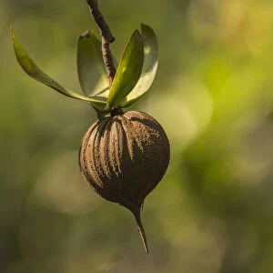 Tea mangrove (Pelliciera rhizophorae) seed, Pochote Estuary, Costa Rica, Vulnerable