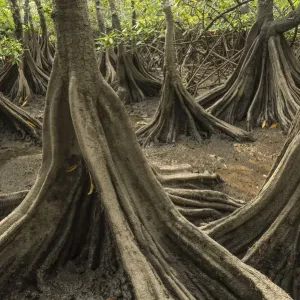 Les mangroves à thé (Pelliciera rhizophorae) Estuaire de Pochote, Costa Rica. Espèce vulnérable. Les mangroves à thé (Pelliciera rhizophorae) Estuaire de Pochote, Costa Rica. Espèce vulnérable.