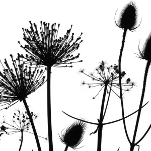 Teasel, Hedge Parsley and Allium Seedheads Print Teasel, Hedge Parsley and Allium Seedheads Print