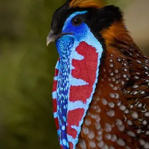 Le tragopan de Temminck (Tragopan temminckii) mâle pendant la parade nuptiale. Le tragopan de Temminck (Tragopan temminckii) mâle pendant la parade nuptiale.