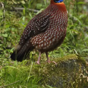 Temmincks tragopan (Tragopan temminckii) male bird walking throught the forest Temmincks tragopan (Tragopan temminckii) male bird walking throught the forest