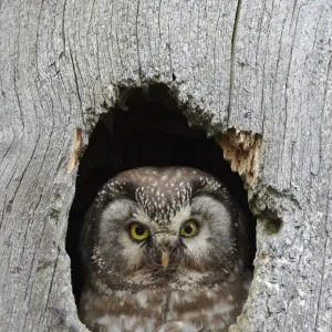 Tengmalms / Boreal owl (Aegolius funereus) looking out of hole in tree, Kuusamo