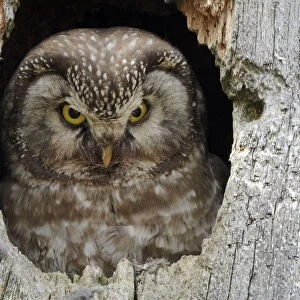 Tengmalms / Boreal owl (Aegolius funereus) looking out of hole in tree, Kuusamo