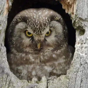 Tengmalms / Boreal owl (Aegolius funereus) looking out of hole in tree, Kuusamo Tengmalms / Boreal owl (Aegolius funereus) looking out of hole in tree, Kuusamo