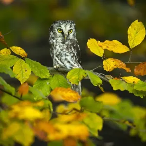 Tengmalms owl (Aegolius funereus) sitting in tree amongst autumn leaves, Czech Republic Tengmalms owl (Aegolius funereus) sitting in tree amongst autumn leaves, Czech Republic