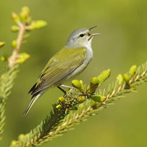 Tennessee Warbler (Vermivora peregrina) male perched in a pine tree branch, singing in spring