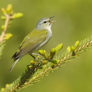 Tennessee Warbler Print, Spring Song Tennessee Warbler Print, Spring Song