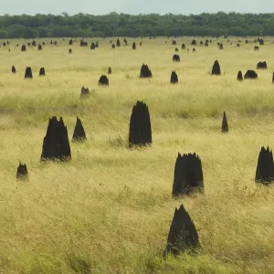 Termite Mounds on the Nifold Plain, Cape York Peninsula, Queensland, Australia. June 2012 Termite Mounds on the Nifold Plain, Cape York Peninsula, Queensland, Australia. June 2012