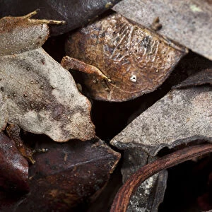 Terrestrial frog 1+Plethodontohyla sp+2 camouflaged amongst leaf litter on tropical