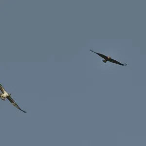 Territorial Osprey (Pandion haliaetus) chasing a migrant female Marsh Harrier (Circus