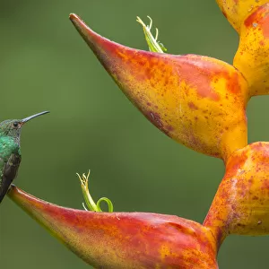Territorial Rufous-tailed hummingbird (Amazilia tzacatl) guarding Heliconia in bloom