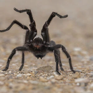 Texas brown tarantula (Aphonopelma hentzi) in defensive posture