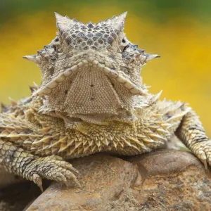 Texas horned lizard (Phrynosoma cornutum) portrait, Laredo Borderlands, Texas, USA