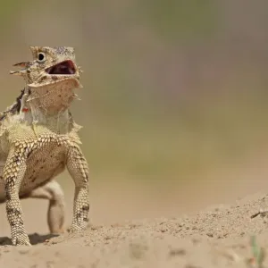 Texas Horned Lizard (Phrynosoma cornutum), adult standing up. Laredo, Webb County