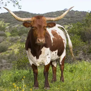 Vache longhorne du Texas sur pâturage de haute montagne, versants des monts Santa Ynez, Goleta. Vache longhorne du Texas sur pâturage de haute montagne, versants des monts Santa Ynez, Goleta.