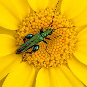 Thick-legged flower beetle {Oedemera nobilis} on Corn marigold {Chrysanthemum segetum}, Cornwall