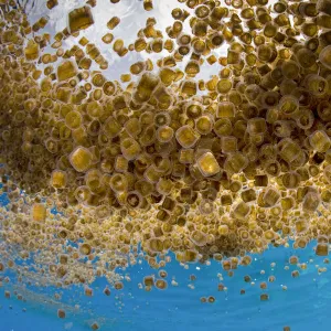 Thimble jellyfish (Linuche unguiculata) aggregation, My Paradise Reef, Cabilao Island