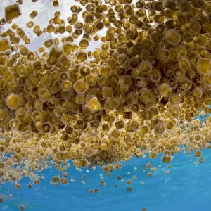 Thimble jellyfish aggregation Print, Cabilao Island, Philippines Thimble jellyfish aggregation Print, Cabilao Island, Philippines