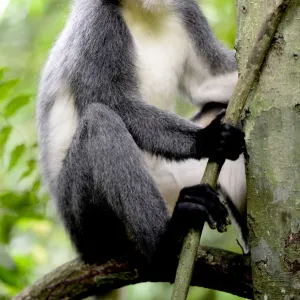 Thomass Langur (Presbytis thomasi), animal endemic to northern Sumatra