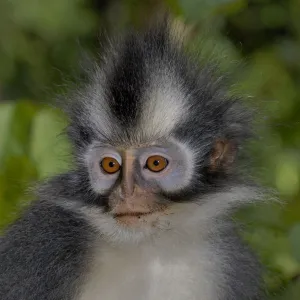 Thomass leaf monkey (Presbytis thomasi) Geunung leuser NP, Sumatra