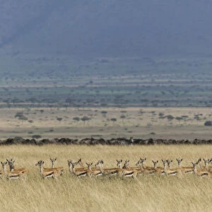 Thomsons gazelle (Eudorcas thomsonii) herd with Wildebeest herd visible beyond