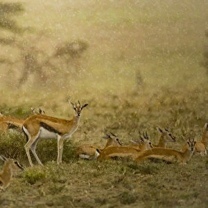 Thomsons gazelle (Eudorcas thomsonii) herd. Serengeti National Park, Serengeti, Tanzania