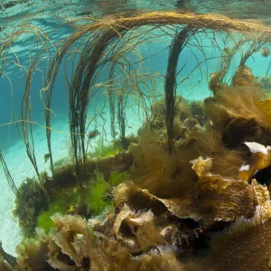 Thong seaweed (Himanthalia elongata) and various other seaweeds in shallow water, Cairns of Coll