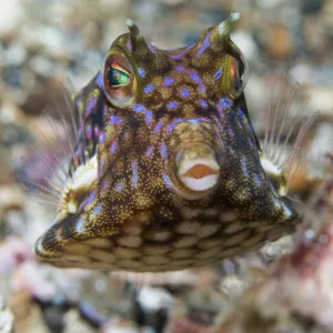 Thornback cowfish (Lactoria fornasini). Lembeh Strait, North Sulawesi, Indonesia