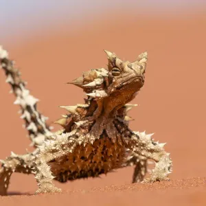 Thorny devil Print: Moloch horridus on sand dune Thorny devil Print: Moloch horridus on sand dune
