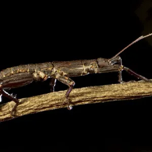 Print of Eurycantha calcarata, a thorny devil stick insect Print of Eurycantha calcarata, a thorny devil stick insect