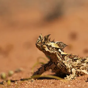 Thorny dragon (Moloch horridus) in desert habitat, Australia