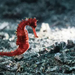 Thorny seahorse (Hippocampus histrix) making its way across the muck and rubble substrate of Lembeh Strait in North Sulawesi, Indonesia Thorny seahorse (Hippocampus histrix) making its way across the muck and rubble substrate of Lembeh Strait in North Sulawesi, Indonesia