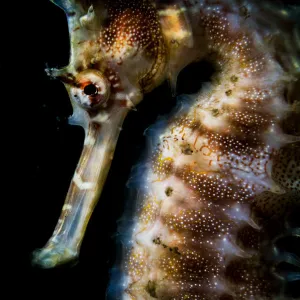 Thorny or spiny seahorse (Hippocampus histrix) portrait made off Anilao, Philippines