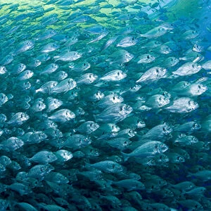 Thousand of Gilt-head bream (Sparus aurata) inside a sea cage used for aquaculture